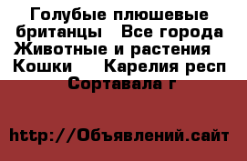 Голубые плюшевые британцы - Все города Животные и растения » Кошки   . Карелия респ.,Сортавала г.